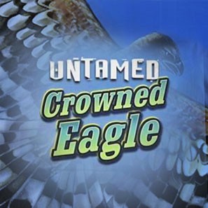 Ощутите высоту полета вместе с Untamed Crowned Eagle